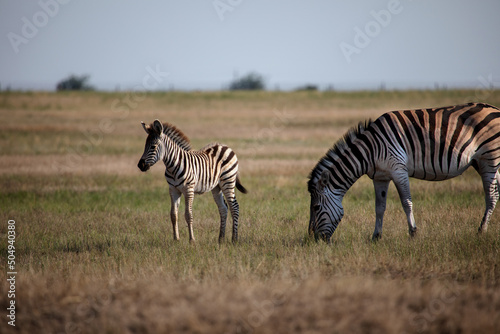 zebra cub and his mother zebra in the savannah