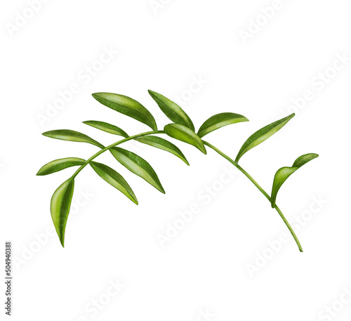 Beautiful licorice root. Botanical illustration. Green leaves
