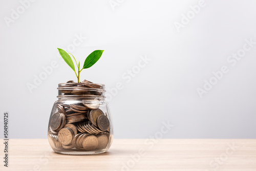 Money coins in glass jar and green plant with copy space on table. Investment and interest concept