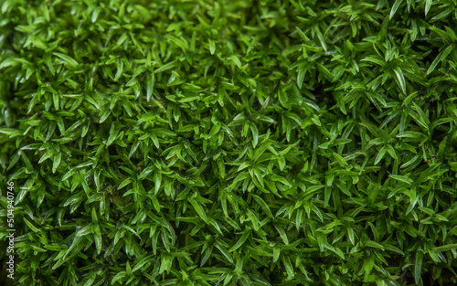 green grass moss background