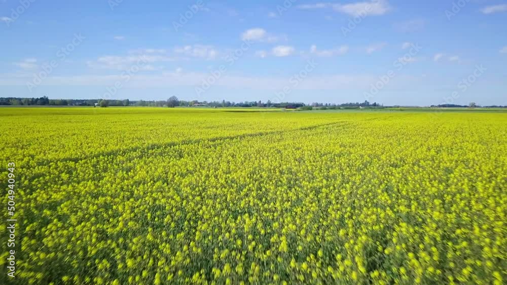 Aerial flyover blooming rapeseed (Brassica Napus) field, flying over yellow canola flowers, idyllic farmer landscape, beautiful nature background, sunny spring day, drone shot moving forward low