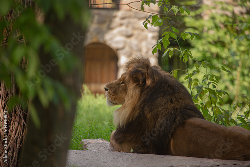 Lion with big mane in the zoo