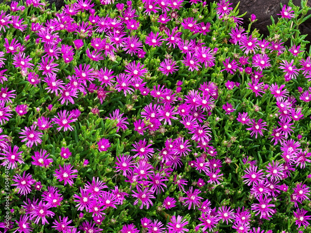 Naklejka premium 公演に咲く満開のマツバギク 