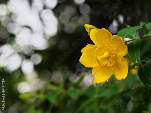 雨上がりのヒペリカム・カリシナムの開花

