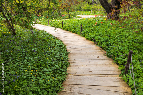 Wooden path. The carpets of primroses in Apothecary Garden - honey corydalis, pushkinia, blueberries, crocuses, snowdrops, the daffodils photo