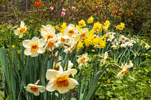 pring blossoming light yellow and white daffodils in garden, springtime blooming narcissus (jonquil) flowers, selective focus, shallow DOF, toned photo