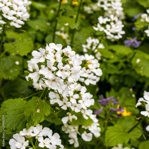 Pachyphragma is a genus of flowering plants belonging to the family Brassicaceae. Its native range is Turkey to Caucasus. photo