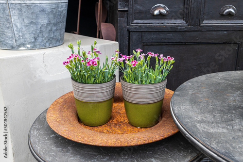 Two carnations in pots on the sideboard decorate the house photo