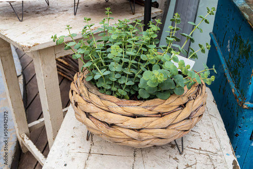 Stonecrop in a jute wicker basket for home decoration photo