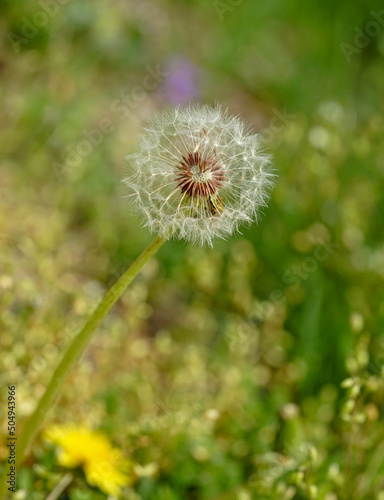 dandelion head