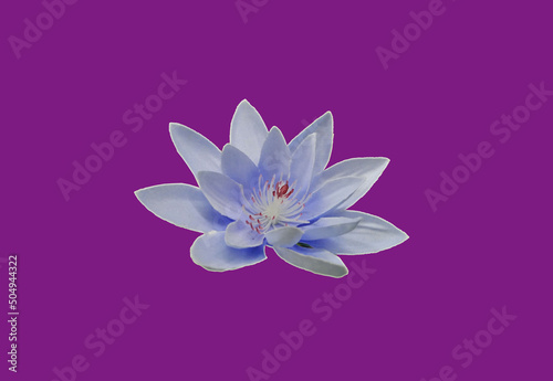 Closeup  Beautiful flower blossom blooming lotus with blue petals and white pollen isolated on violet background for stock photo or illustration  summer flowers. floral for meditation