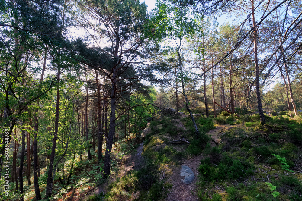 Gorges of Franchard in Fontainebleau forest Gorges of Franchard in Fontainebleau forest