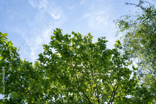 Blue sky and green leaves on a summer day