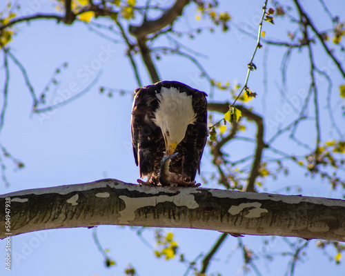 conowingo dam Eagles	
 photo