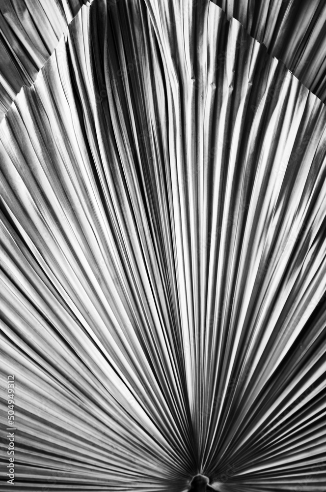 Obraz premium Dried Palm Leaf.