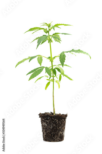 Growing marijuana in the pot, cannabis plants