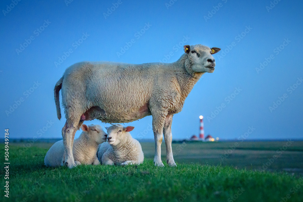 Tierwohl Schafe Hamburg 