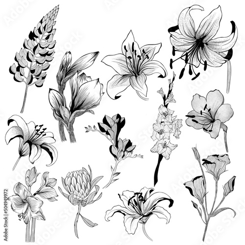 big set of flowers sketches. Hand-drawn. design greeting card and invitation ...