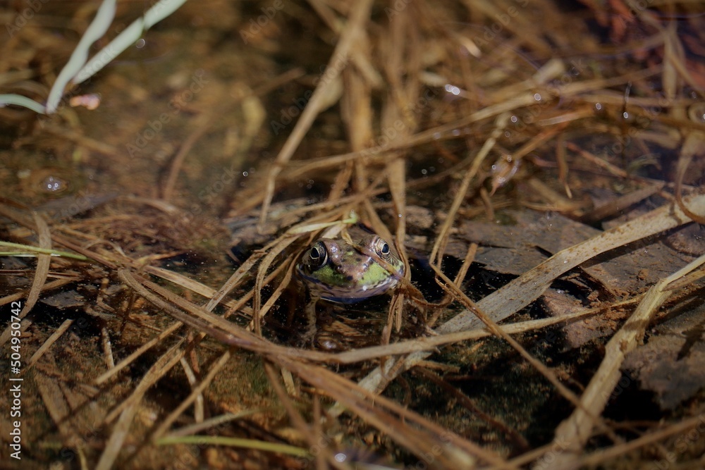 Frog hiding under grass in pond 