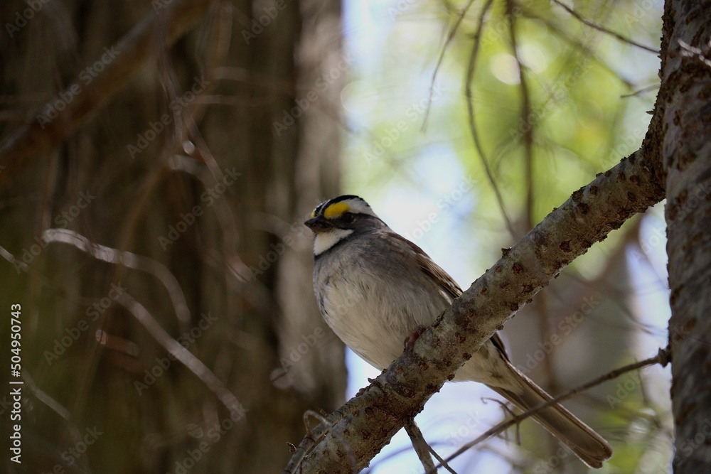 Sparrow sitting on tree branch