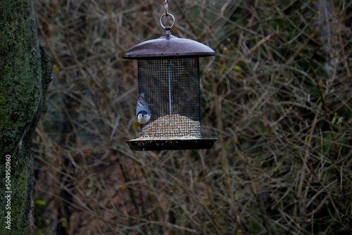 Nuthatch staring at camera