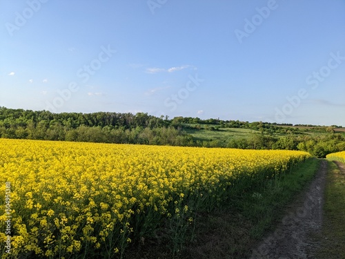 field of rapeseed