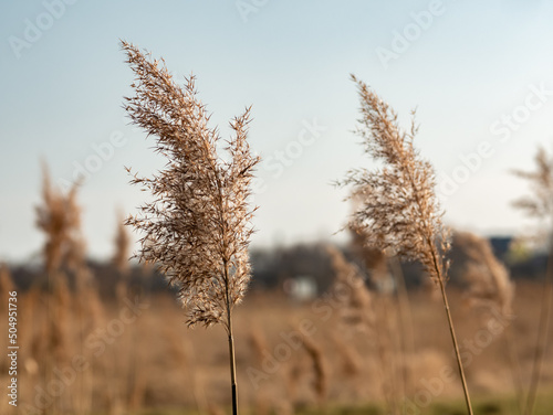 The pampas grass on the field