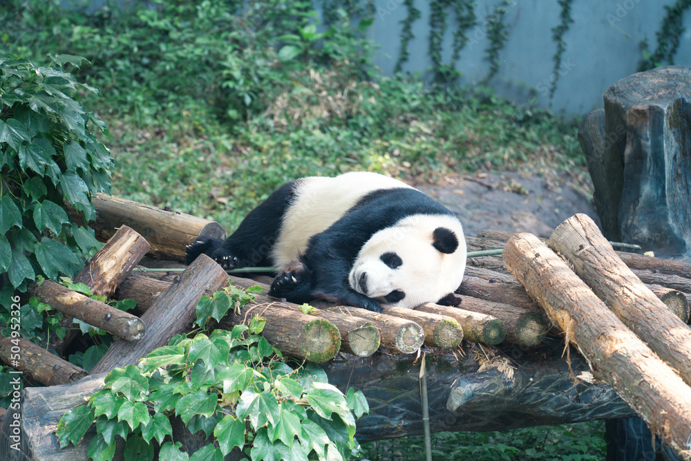 Fototapeta premium giant panda bear