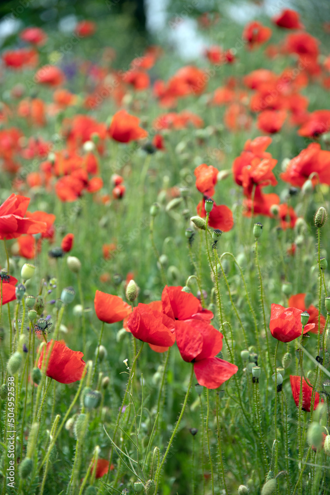 Fototapeta premium Poppy flowers in the garden, early spring on a warm sunny day, against the backdrop of spring green grass. High quality photo