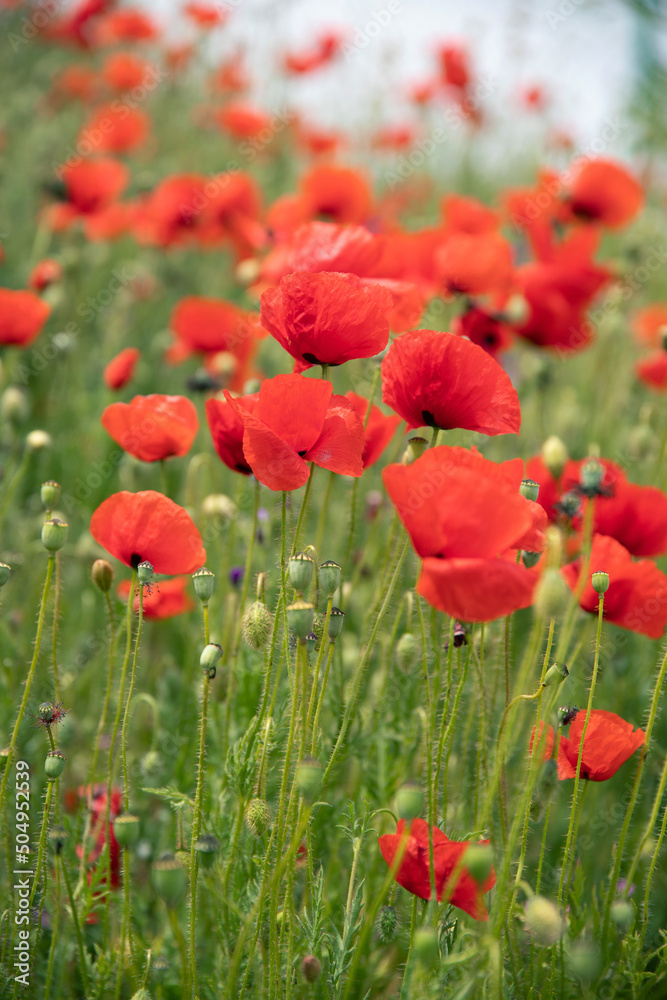 Poppy flowers in the garden, early spring on a warm sunny day, against the backdrop of spring green grass. High quality photo Poppy flowers in the garden, early spring on a warm sunny day, against the backdrop of spring green grass. High quality photo
