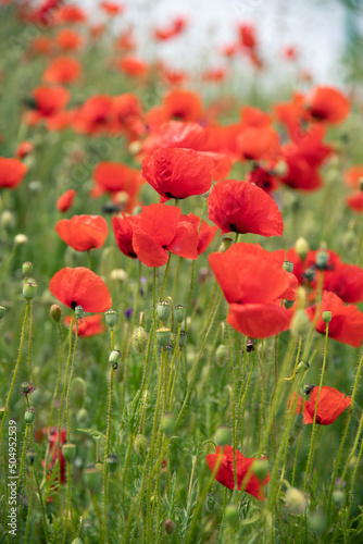 Poppy flowers in the garden, early spring on a warm sunny day, against the backdrop of spring green grass. High quality photo © ralij