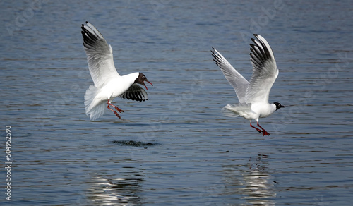 An action shot of a black-headed gull being closely pursued by another gull in flight over water. 