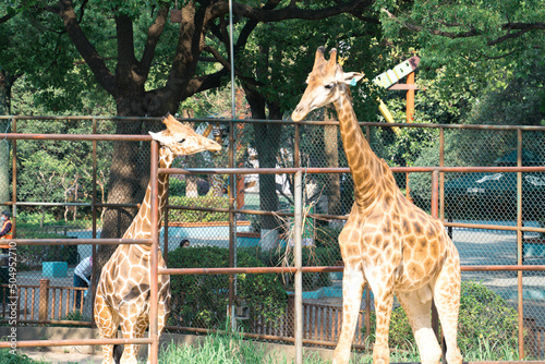 Canvas Print giraffe in zoo