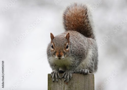 A close-up of a grey squirrel perching on a wooden post and looking at the camera.  photo