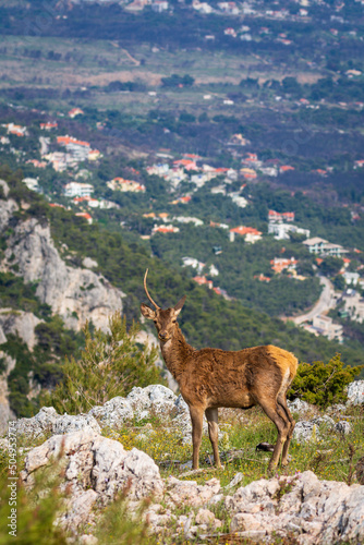 deer in the mountains