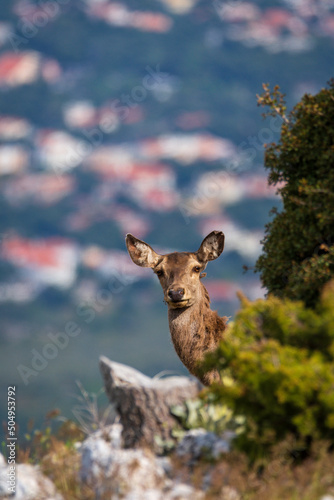 deer in the forest