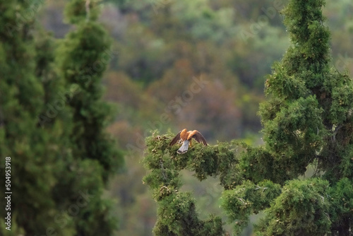 bird in the forest - Falco tinnunculus