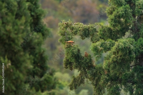 bird in the forest - Falco tinnunculus