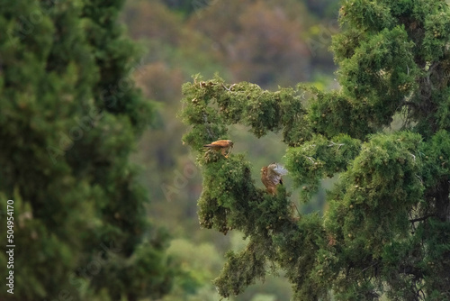 bird in the forest - Falco tinnunculus