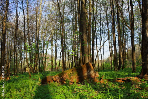 green forest in the spring	