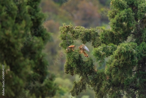 bird in the forest - Falco tinnunculus