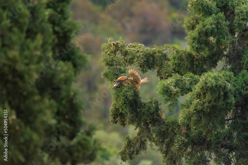bird in the forest - Falco tinnunculus