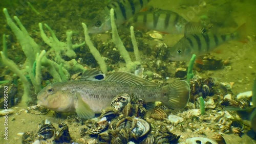 Round goby (Neogobius melanostomus) and Perch (Perca fluviatilis) on the bottom of a freshwater reservoir covered with Zebra Massel shells. photo