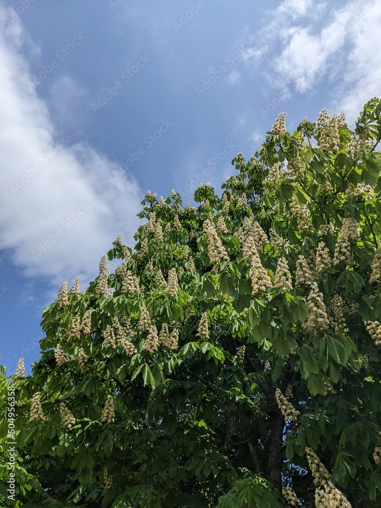 tree and sky