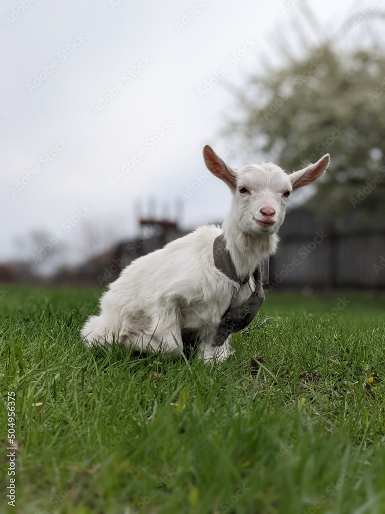 Fototapeta premium goat on the meadow