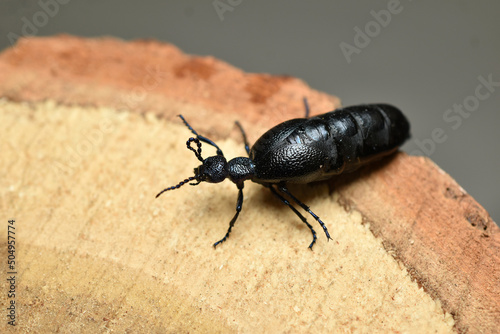 Meloe proscarabaeus in full length on a wooden surface. photo