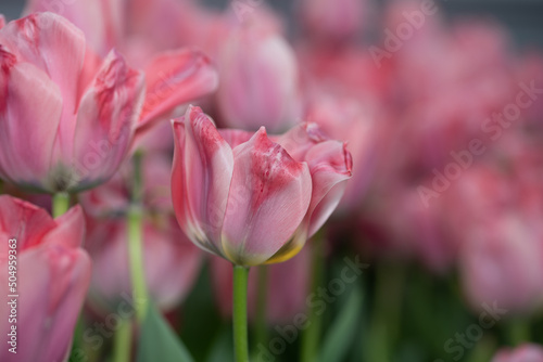 pink tulips in spring