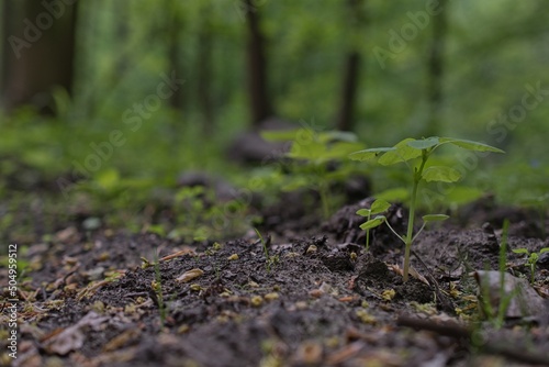 moss on the ground © Romana