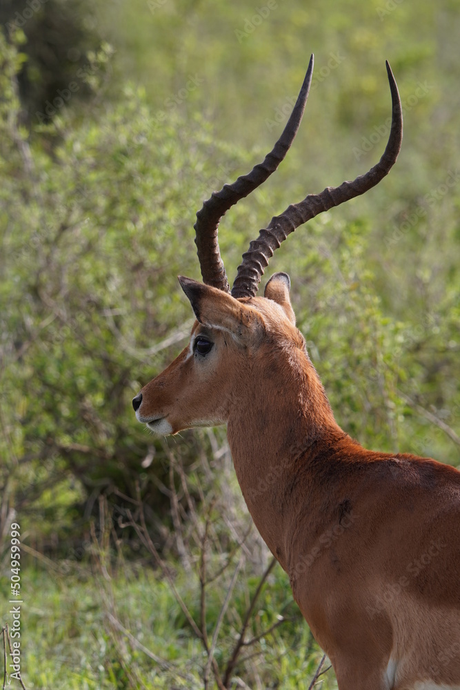 Impala antilope in Nairobi National Park Impala antilope in Nairobi National Park