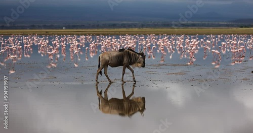 Wildebeest crossing the amboseli marshes photo